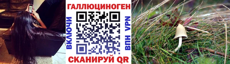 Купить где  Верещагино  Галлюциногенные грибы Psilocybe 